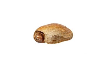 Grote balenpers of romp van een boot Skelet - Cymbium