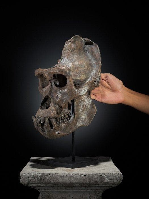 GEEN RESERVERINGSPRIJS - Een replica van een gorillaskrani, Antiek en Kunst, Kunst | Designobjecten