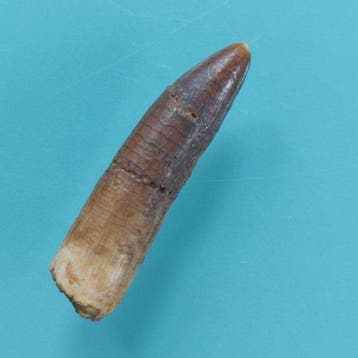 Zeldzame tand van Rebbachisaurus 22 mm - Fossiele tand - 32