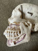 Anatomisch model (3) - - 1950-1960