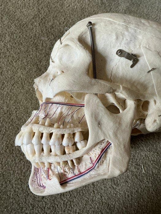 Anatomisch model (3) - - 1950-1960, Antiek en Kunst, Antiek | Overige Antiek