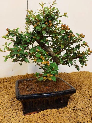 cotoneaster - Hauteur (arbre) : 22 cm - Profondeur (arbre) :