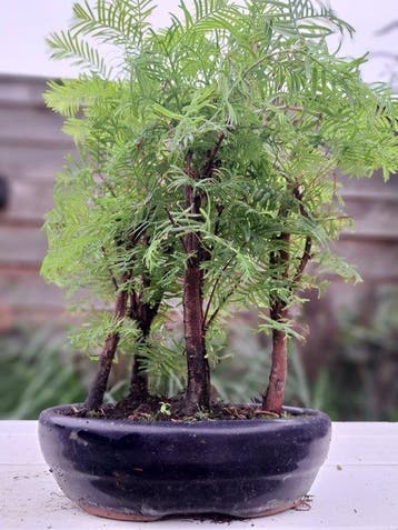 metasequoia bos in bonsaischaal - Hoogte (boom): 30 cm -