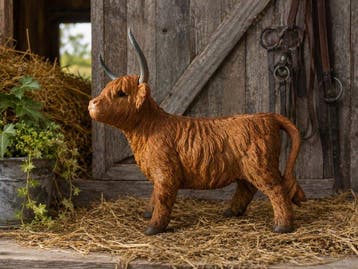 Beeld, Schotse hooglander - 36 cm - polyresin, Antiek en Kunst, Curiosa en Brocante