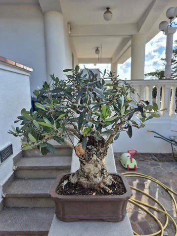 Bonsaï Olivier (Olea europaea) - Hauteur (arbre) : 38 cm -, Antiquités & Art