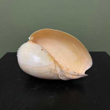 Schelp Taxidermie Opgezette Dieren By Max, Ophalen of Verzenden, Nieuw, Wild dier, Opgezet dier
