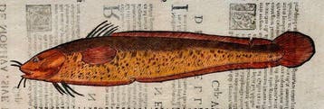 Ulisse Aldrovandi - De Piscibus Libri V - 1638, Antiek en Kunst