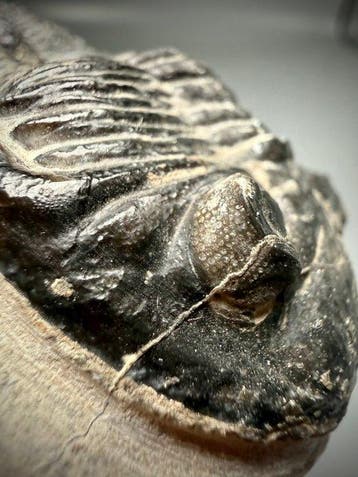 Adembenemend grote trilobiet - - Fossiel rugschild -