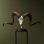 Marco Polo Replica Taxidermie Opgezette Dieren By Max, Ophalen of Verzenden, Opgezet dier