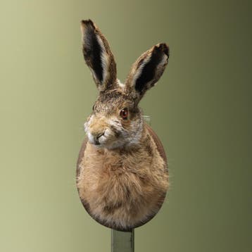 Haas Taxidermie Opgezette Dieren By Max, Ophalen of Verzenden, Nieuw, Wild dier, Opgezet dier