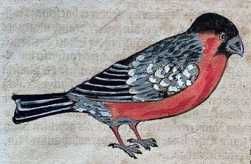 Conrad Gesner - Vogelbuch - 1617