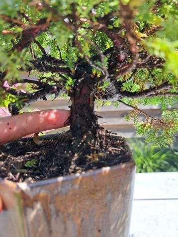 XL Juniperus sonare bonsai semi cascade dans un pot à bonsaï, Antiek en Kunst, Curiosa en Brocante