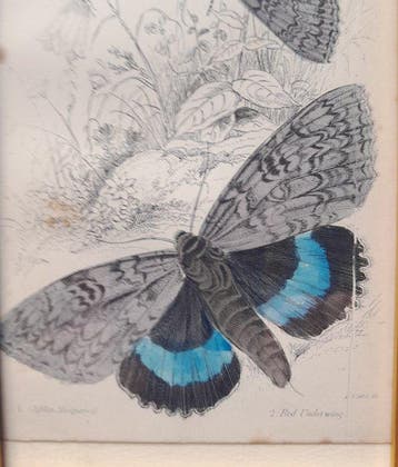 Lizars, W. H. - A collection of eight framed original