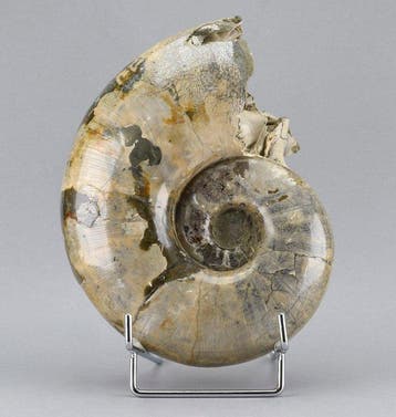 Ammonite - Animal fossilisé - Argonauticeras besairiei - 21