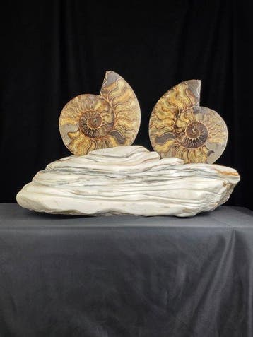 Ammoniet - Gefossiliseerd dier - Two Aioloceras