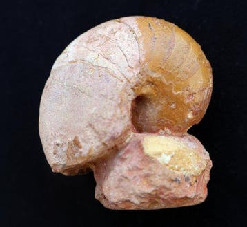 3 ammonites differentes et 1 nautile - Coquillage fossilisé, Collections