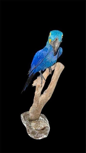 Ara Taxidermie volledige montage - Anodorhynchus