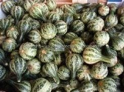 Dancing gourd kalebas 50 zaden, Nieuw