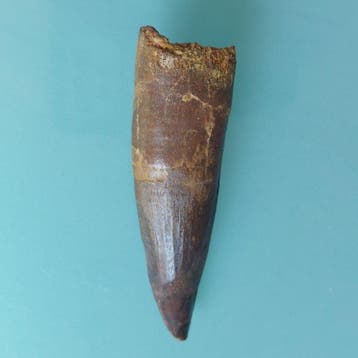 Spinosaurus - Fossiele tand - 90 mm - 25 mm