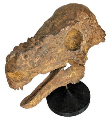 Fossiele schedel - Pachycephalosaurus - Museum-Grade Replica