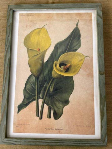 Lijst (10)- Planten en bloemen - Hout, Kleurenlithografie