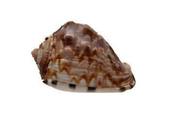 Cassis flammea - zeldzaam donker patroon - uitzonderlijke, Nieuw