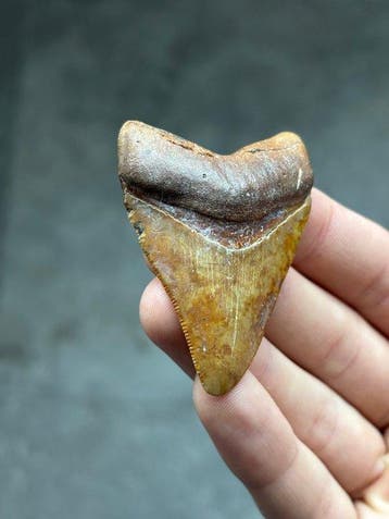Megalodon - Fossiele tand - Otodus Megalodon - 6.3 cm