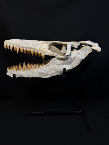 Mosasaurus - Fossiele schedel - mosasaurus - 40 cm, Verzamelen, Mineralen en Fossielen