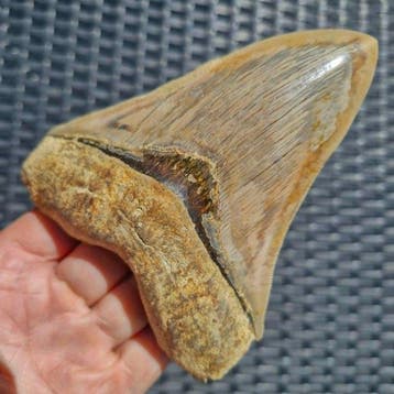 Grand requin mégalodon - Dent fossile - megaselachus, Collections