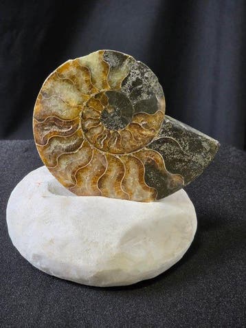 Ammoniet - Gefossiliseerd dier - Aioloceras (Cleoniceras)