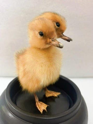 Eend Taxidermie volledige montage - Double headed yellow