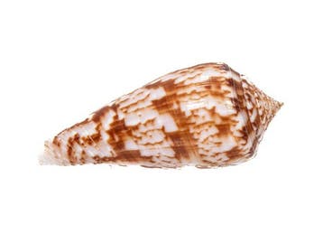 Diepzeerariteit: Conus kinoshitai (52 mm) uit de Filipijnen, Nieuw
