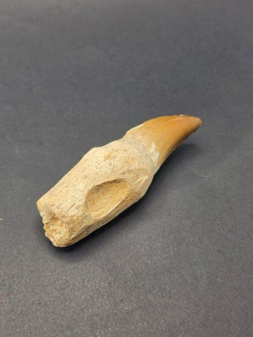 Mosasaurus - Fossiele tand - 10 cm (Zonder minimumprijs), Verzamelen, Mineralen en Fossielen
