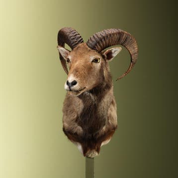 Moeflon Taxidermie Opgezette Dieren By Max, Ophalen of Verzenden, Nieuw, Wild dier, Opgezet dier