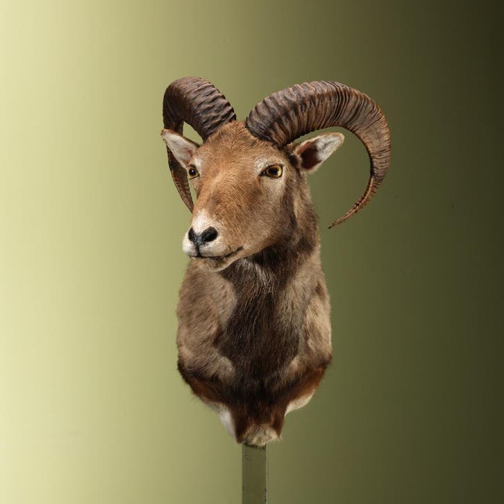 Moeflon Taxidermie Opgezette Dieren By Max, Verzamelen, Dierenverzamelingen, Opgezet dier, Nieuw, Wild dier, Ophalen of Verzenden