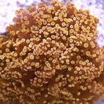 Euphyllia Frogspawn (Orange) (1 kop)