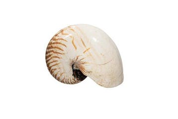 Perlboot Squelette - EXTRAGROSSE NAUTILUS  Nautilus, Collections