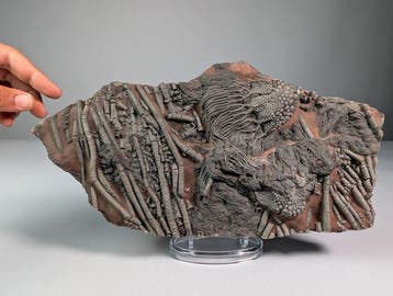 Crinoïde fossielassemblage op oorspronkelijke matrix -