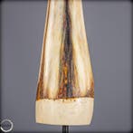 Exclusief Blue-Marlin-Rostrum – sculpturale elegantie van de