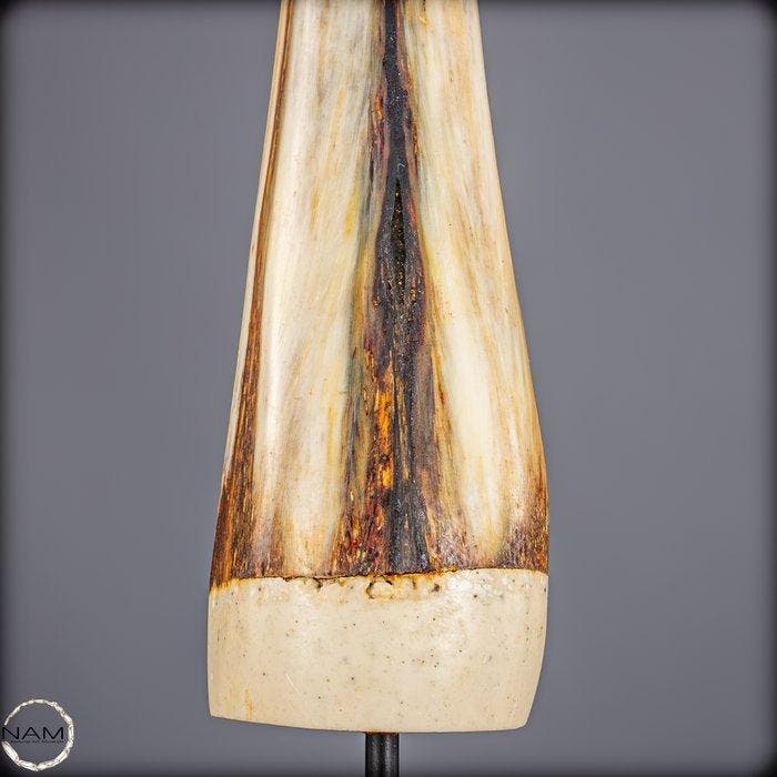 Exclusief Blue-Marlin-Rostrum – sculpturale elegantie van de, Verzamelen, Mineralen en Fossielen