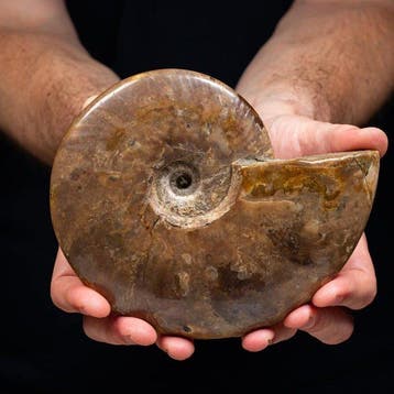 Ammonite irisée rouge et verte - merveilleuse opalescence