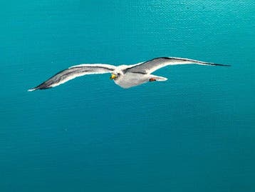 K.milla - Cry, the Beloved Coastline 02 - Seagull