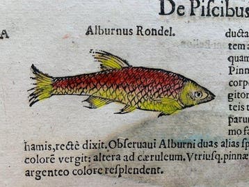 Ulisse Aldrovandi - De Piscibus Libri V - 1638
