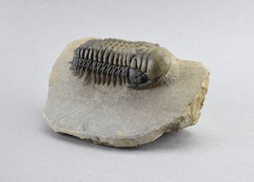 Prachtige liggende trilobiet - Gefossiliseerd dier -