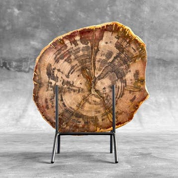 C - Prachtige grote plak zeldzaam rood versteend hout op een