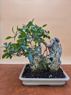 Ficus Retusa - Verzamelingstuk - Hoogte (boom): 23 cm -