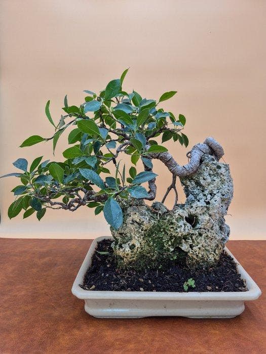 Ficus Retusa - Verzamelingstuk - Hoogte (boom): 23 cm -, Antiek en Kunst, Curiosa en Brocante