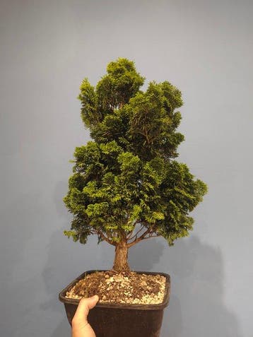 Bonsaï Cyprès du Japon (Chamaecyparis obtusa) - Hauteur