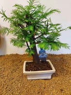 Kustmammoetboom bonsai (Sequoia) - Hoogte (boom): 31 cm -