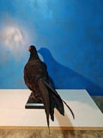 Fazantenhybride voor een wilde haan Taxidermie volledige